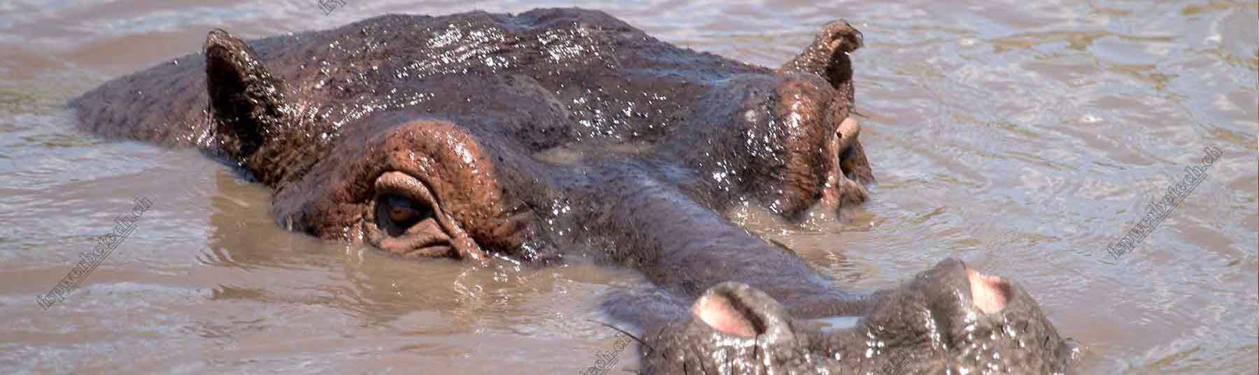 Nilpferd in Afrika NIlpferd_1800x1038